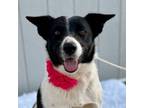 Adopt Brook a Border Collie, Cattle Dog