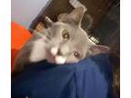 Adopt Andy a Russian Blue