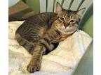 Adopt SAVANNAH - Female a Tabby