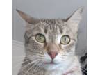 Adopt Tawny aka Reptile aka PUMA a Tabby