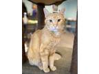 Adopt Sunshine a Domestic Short Hair