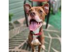 Adopt Pawtricia a Pit Bull Terrier