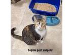 Adopt Sophie a Domestic Short Hair, Calico