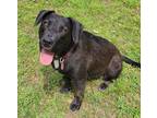 Adopt Lulu a Labrador Retriever