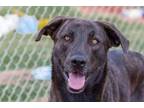 Adopt Brindi a Shepherd