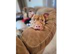 Adopt Nellie a Pit Bull Terrier, American Staffordshire Terrier