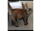 Adopt SADIE a Torbie, American Shorthair