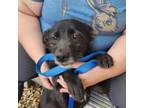 Adopt CARRIE-FEE PARTIALLY SPONSORED a Terrier, Labrador Retriever