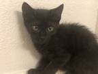 Adopt Cocoa a Domestic Short Hair