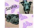 Adopt Sasha a Black Labrador Retriever, Australian Cattle Dog / Blue Heeler