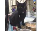 Adopt Faith a Domestic Short Hair