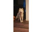 Adopt Lily a Samoyed