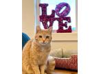 Adopt Carina a Domestic Short Hair