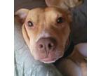 Adopt Ava a Labrador Retriever, Pit Bull Terrier