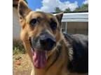 Adopt Nettie a German Shepherd Dog