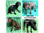 Adopt CINDER, BROWNY, BRINDY, COAL (boys& girls) a Labrador Retriever