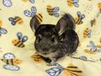 Adopt Micky a Chinchilla