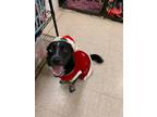 Adopt Zoey a Black - with White Border Collie / Blue Heeler / Mixed dog in Fair