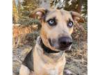 Adopt Buckwheat a Tan/Yellow/Fawn Husky / American Pit Bull Terrier / Mixed dog