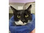 Adopt Gatsby a Black & White or Tuxedo Domestic Shorthair (short coat) cat in