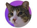 Adopt Sansa a Tan or Fawn Domestic Shorthair / Domestic Shorthair / Mixed cat in