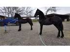 Pure Breed Friesian colt from Matthys 504