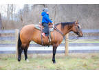 Really Thick Made Lineback Dun Quarter Horse Mare, Quiet and Gentle
