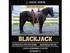 Blackjack~Safe Fun Confidence Builder*Rides & Drives*Trail*Kid Pony Gelding