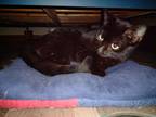 Adopt Adah a Domestic Shorthair / Mixed (short coat) cat in Mexia, TX (37713430)