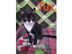 Adopt Tux a Black & White or Tuxedo Domestic Shorthair (short coat) cat in San