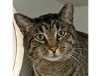 Adopt Target a Brown Tabby Domestic Shorthair (short coat) cat in Norwalk