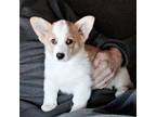 Corgi puppy