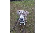 Stitch American Pit Bull Terrier Young Male