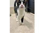 Yomaha Domestic Shorthair Young Male