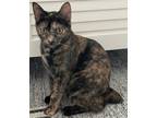 Munchkin Domestic Shorthair Adult Female