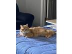 Pumpkin Domestic Mediumhair Senior Male