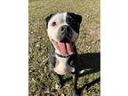 Po American Pit Bull Terrier Adult Male