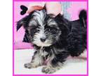 Maltese Puppy for sale in Austin, TX, USA