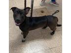 Adopt Capitan a Black Mixed Breed (Medium) / Mixed dog in Vieques, PR (37899952)