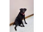 Adopt Zari a Black Labrador Retriever / Mixed dog in Dunlap, IL (37845698)