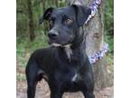 Adopt Rupert a Black Labrador Retriever / Mixed Breed (Medium) / Mixed dog in