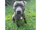 Adopt Nick-Nack a Gray/Silver/Salt & Pepper - with Black Mixed Breed (Large) /