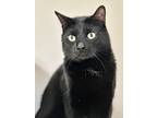 Adopt Shimar a All Black Domestic Shorthair / Domestic Shorthair / Mixed cat in