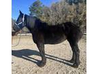 Bombproof Percheron mare