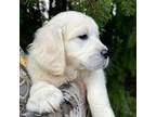 Golden Retriever Puppy for sale in Monroe, OR, USA