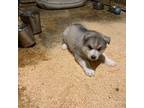 Siberian Husky Puppy for sale in Uxbridge, MA, USA