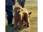 Goldendoodle Puppy for sale in Easton, IL, USA