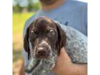German Shorthaired Pointer Puppy for sale in Glen Saint Mary, FL, USA