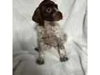 German Shorthaired Pointer Puppy for sale in Glen Saint Mary, FL, USA