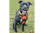 Adopt MISS MANNERS a Pit Bull Terrier, Mixed Breed
